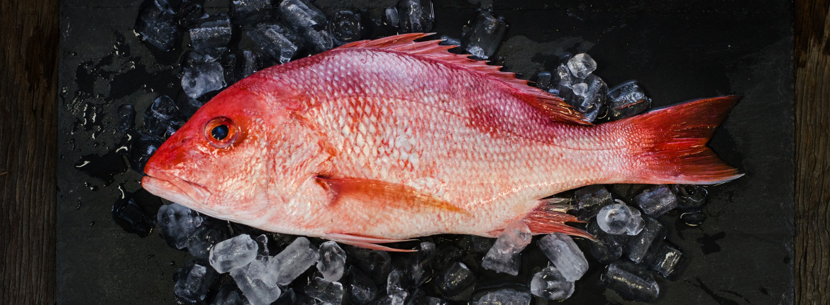 American Red Snapper - Seattle Fish Co.