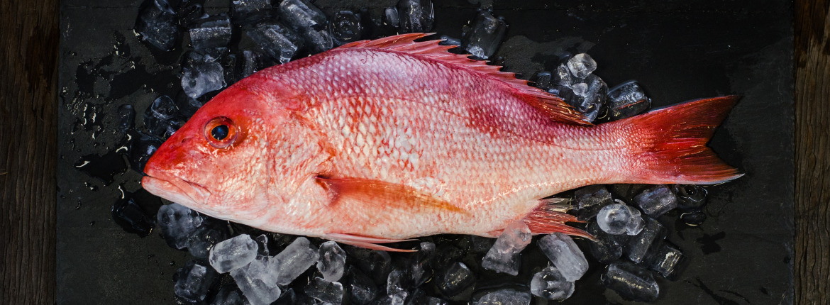 https://www.seattlefish.com/wp-content/uploads/2014/12/American-Red-Snapper-916C-4-resized-for-website-1170x430.jpg