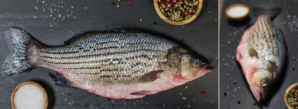 Colorado Hybrid Striped Bass