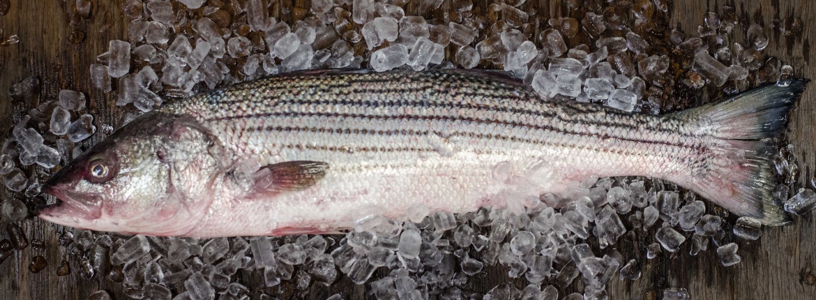 East Coast Striped Bass - Seattle Fish Co.