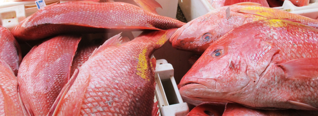 fish-image-1024x376