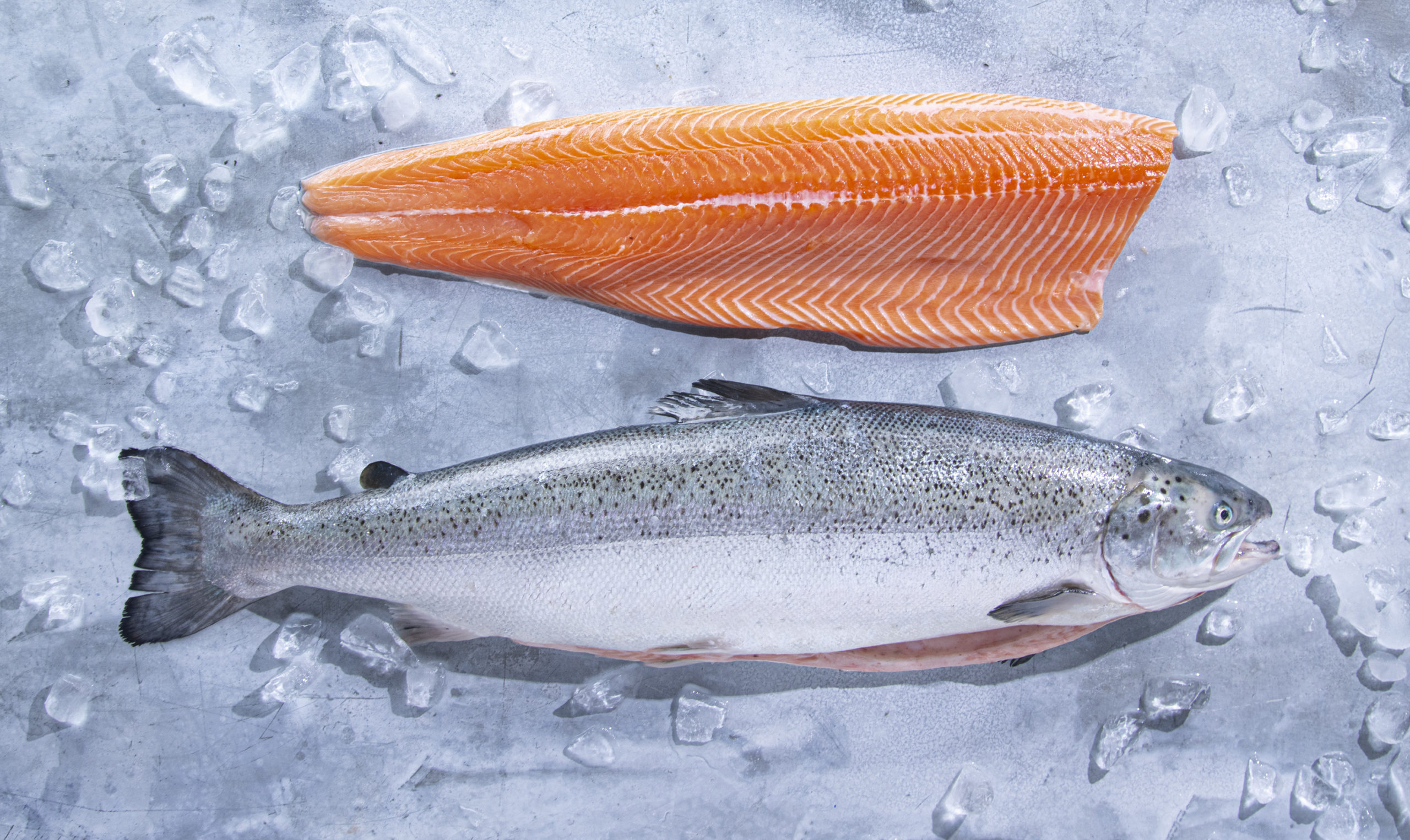 Not Just Another Salmon: Introducing Kvaroy Arctic Salmon - Seattle Fish Co.
