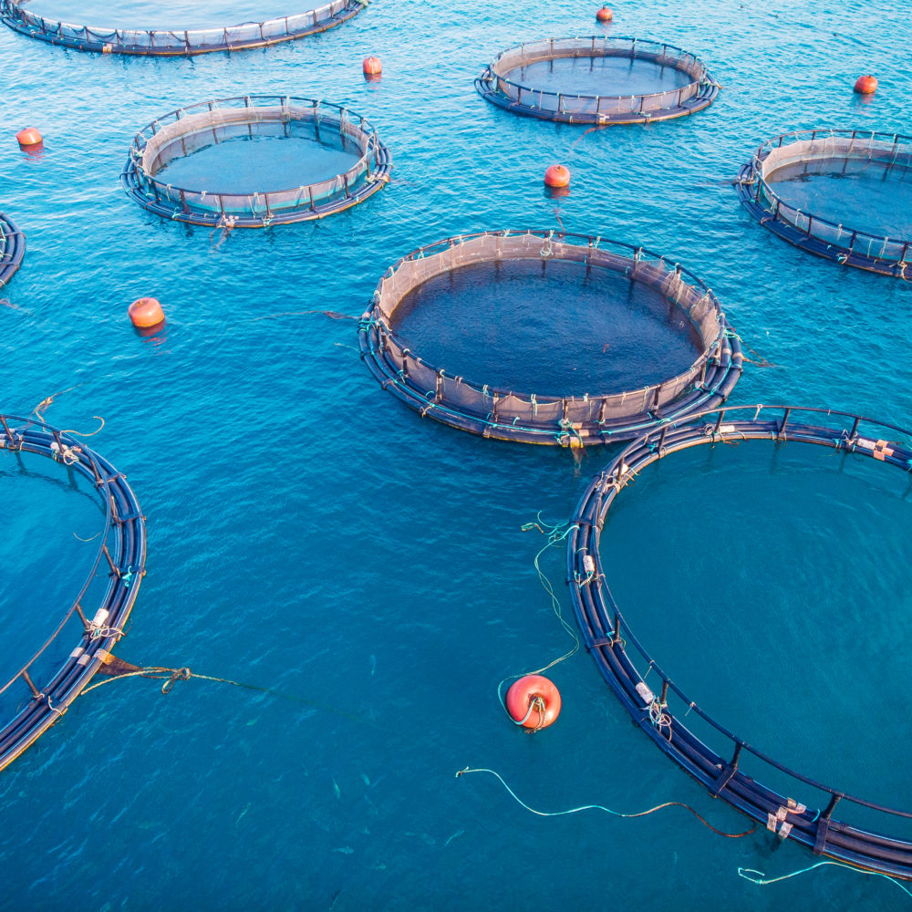 climate change, aquaculture