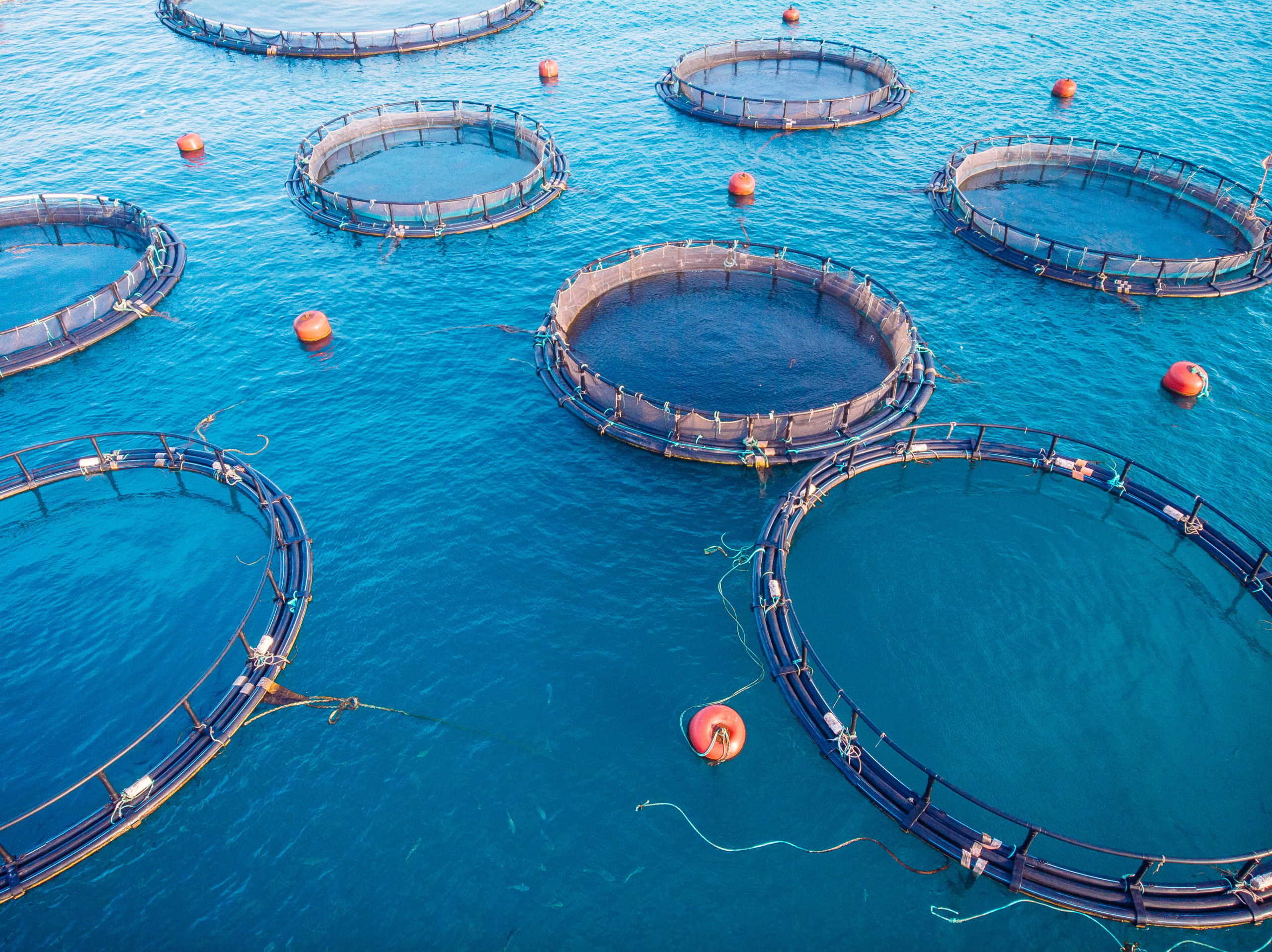 Farm,Fish,Salmon,Aquaculture,Blue,Water,Floating,Cages.,Aerial,Top -  Seattle Fish Co.