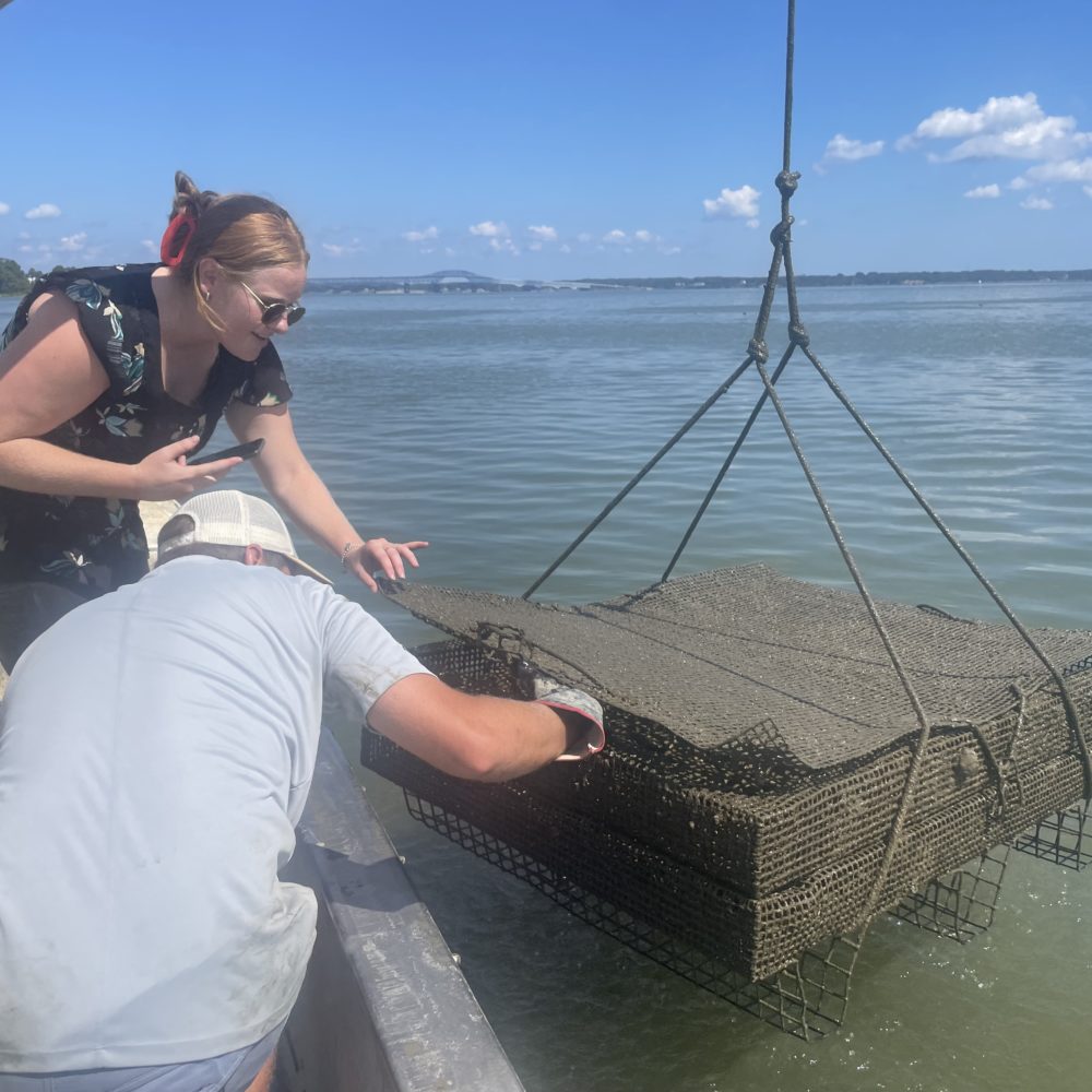 Rappahannock Oyster Company
