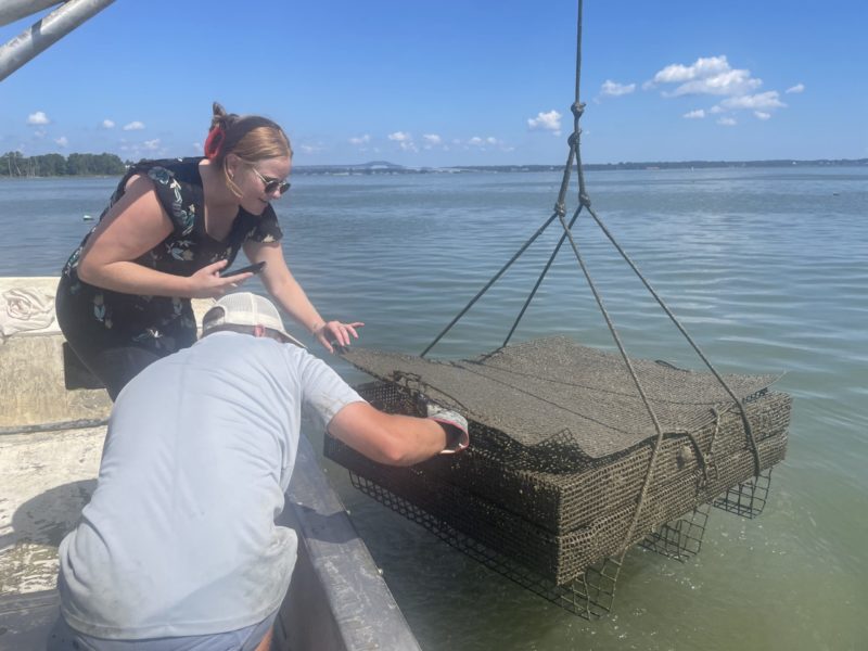 Rappahannock Oyster Company