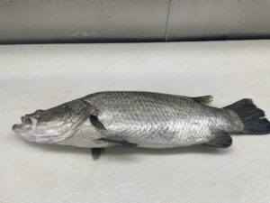 barramundi